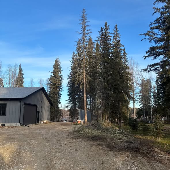 Spruce removal beside a residence with cleared brush