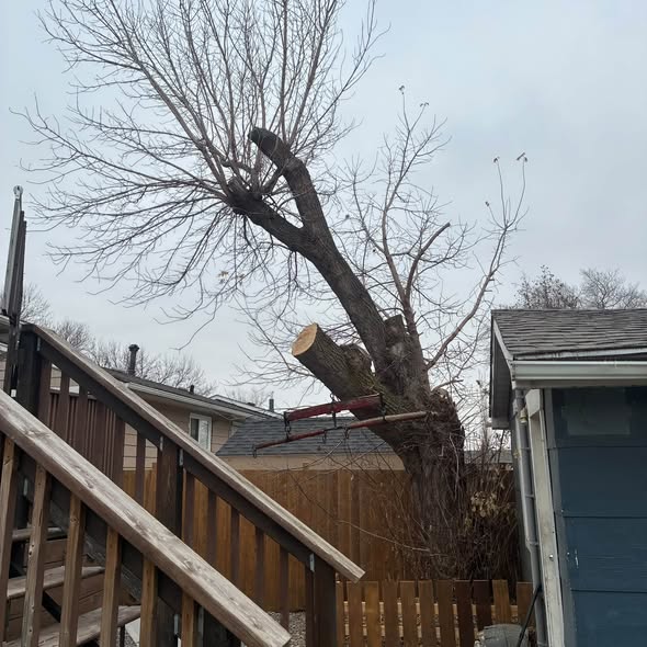 Large poplar being cut back in a residential backyard
