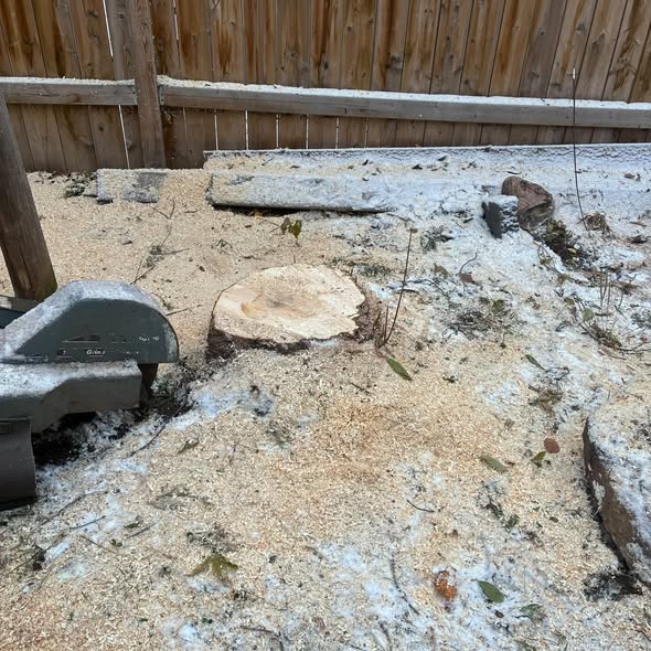 Stump ground below the surface leaving sawdust