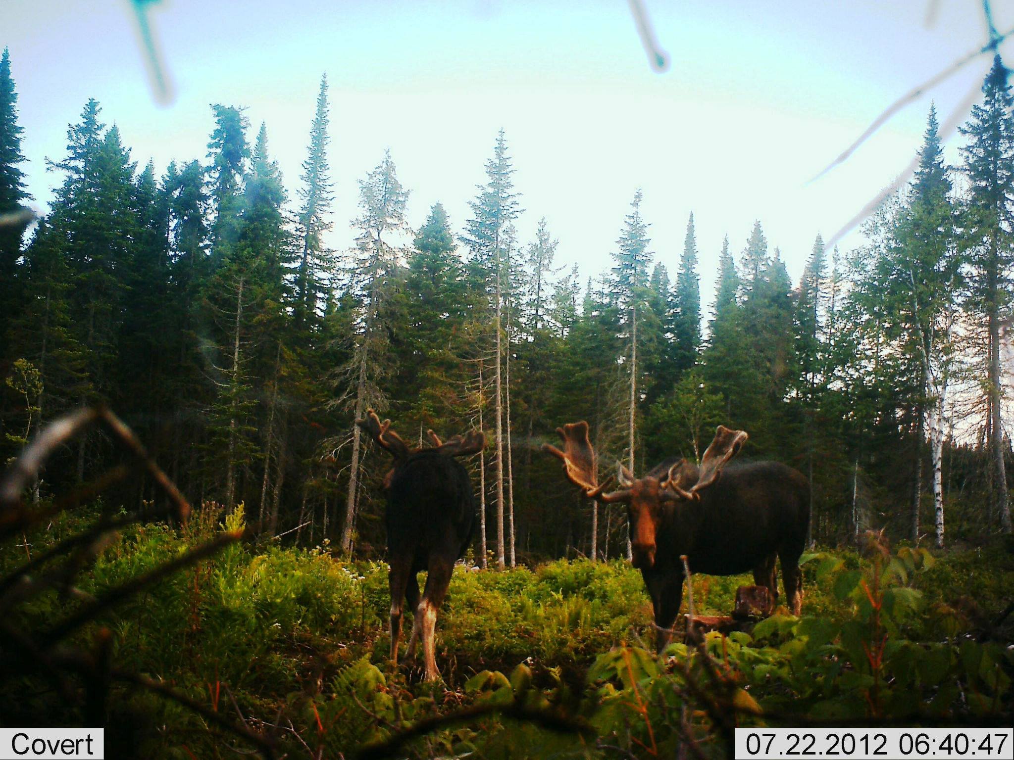 J.L.R. Trophy Bear Hunting