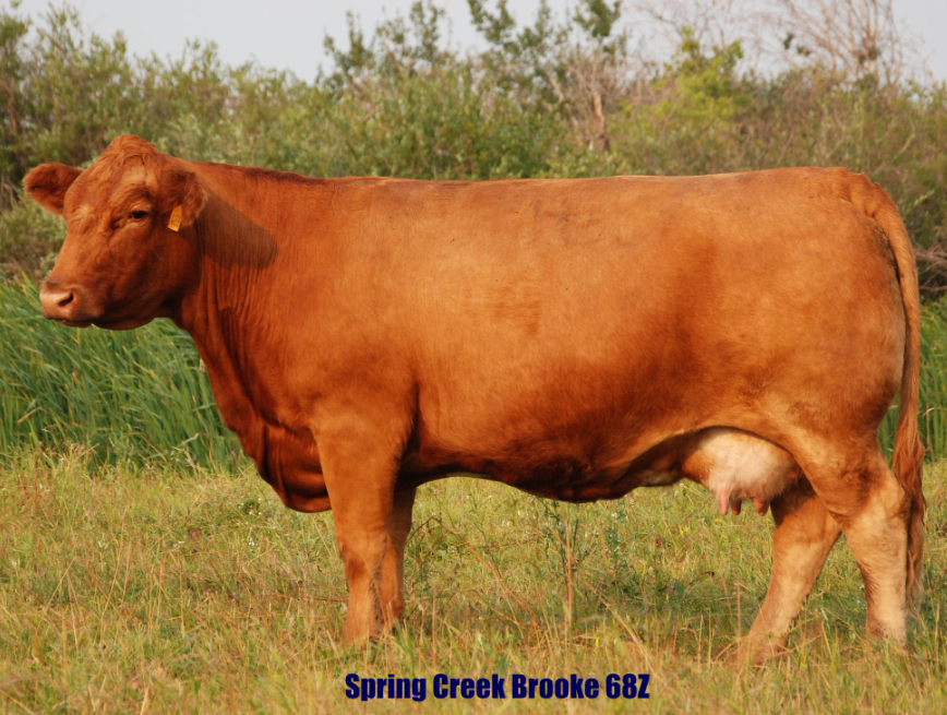 Sun Rise Simmentals - General Contractors in Spy Hill, Saskatchewan