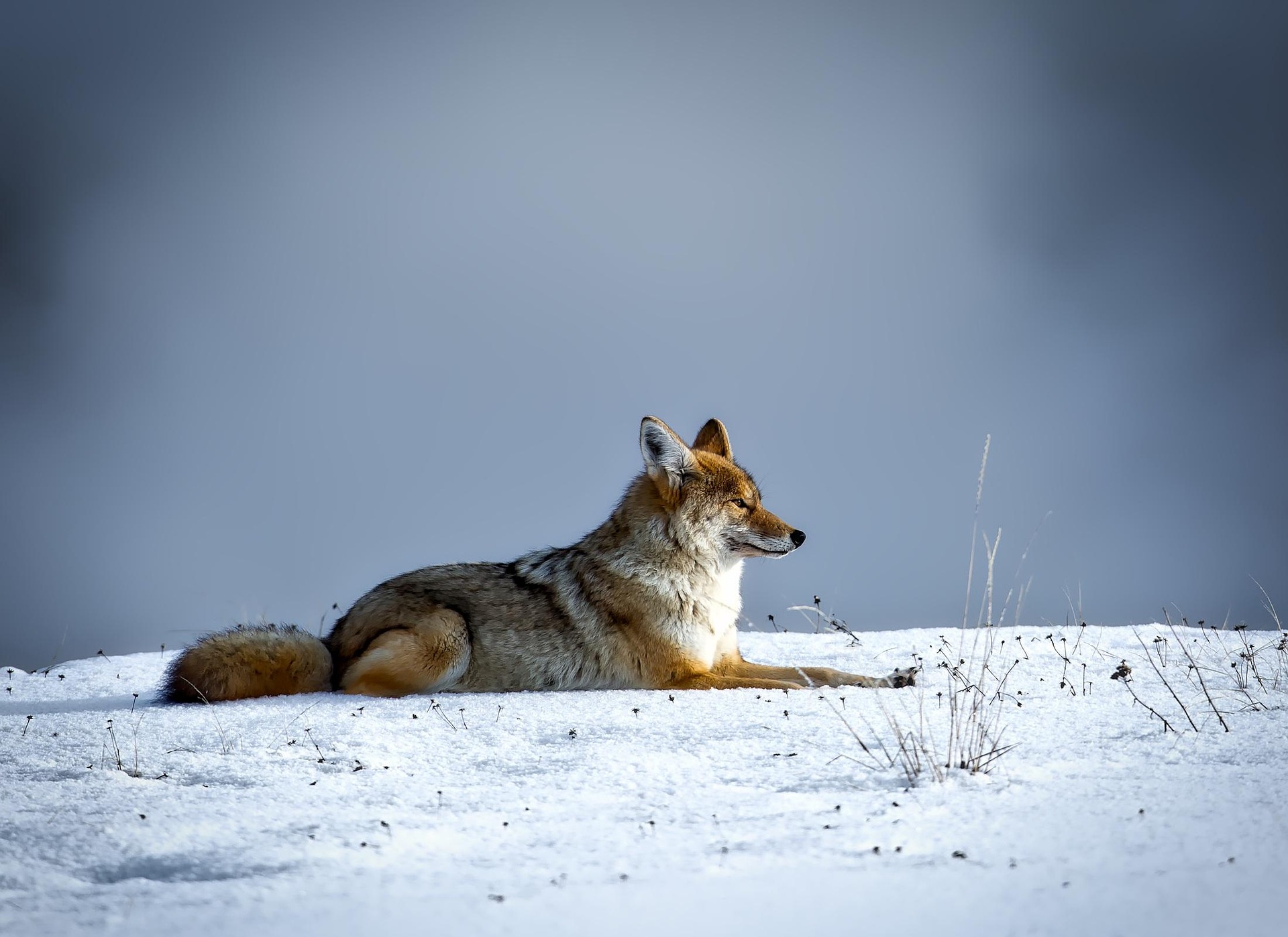 Warcry Outfitters in Cardston, Alberta.