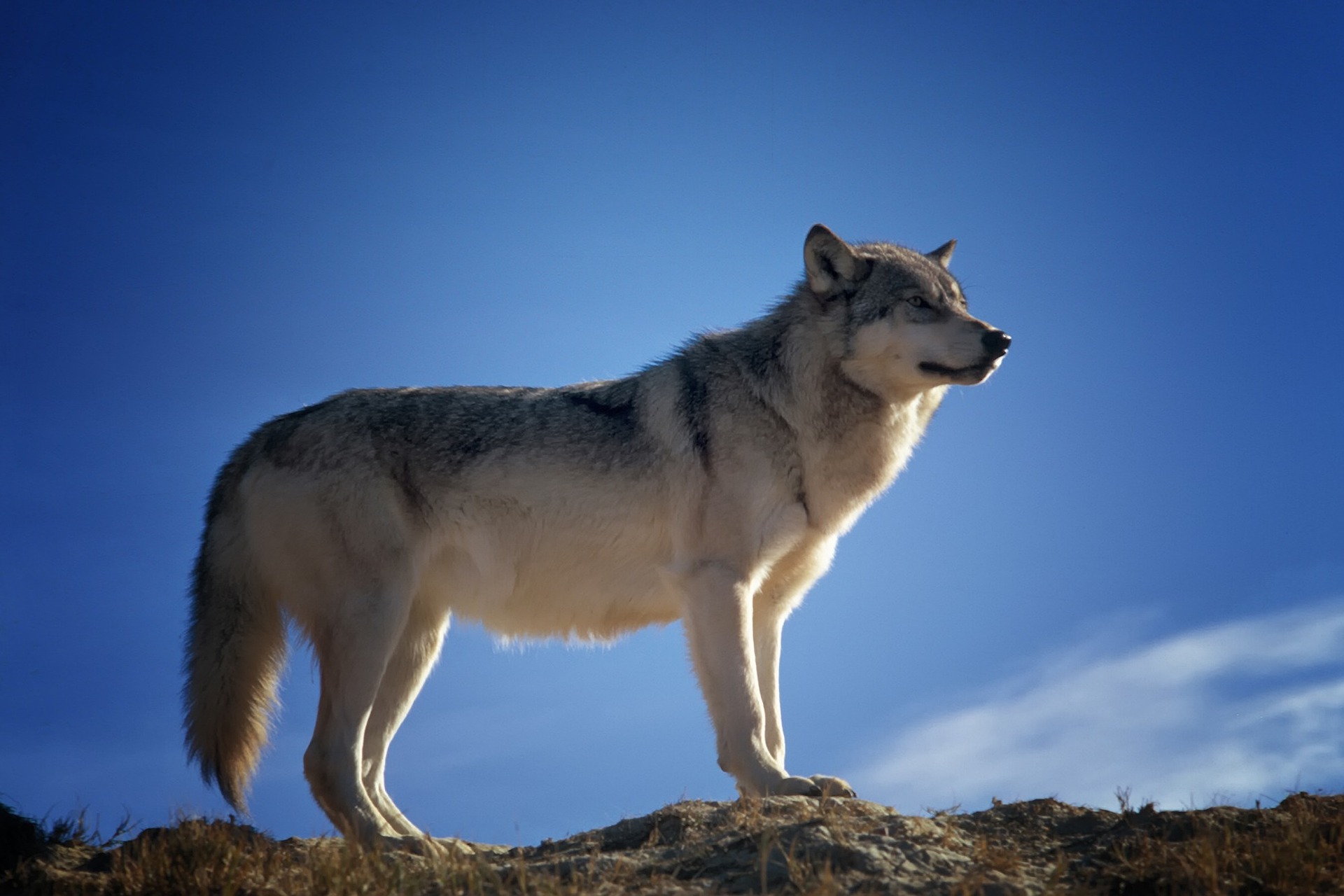 Wolf Huntin Adventures - Wilderness Outfitters, Guides & Tours in Hotchkiss, Alberta