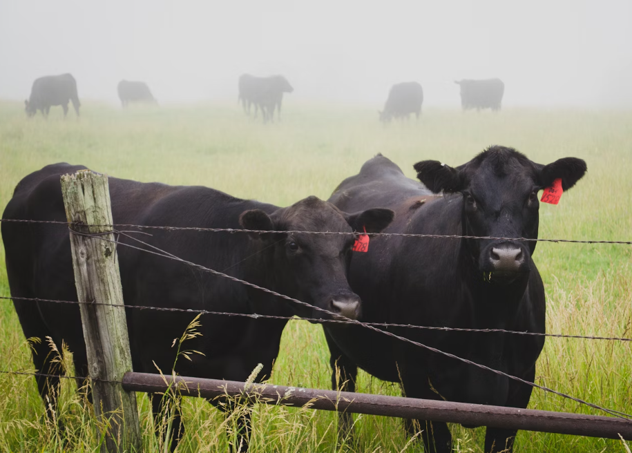 Southside Charolais - General Contractors in Burns Lake, British Columbia