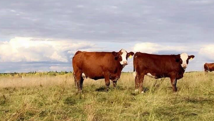 Diamond T Simmentals - General Contractors