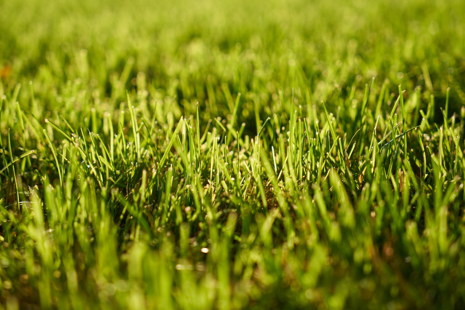 Allison WonderLawn - Lawn Maintenance in Rycroft, Alberta