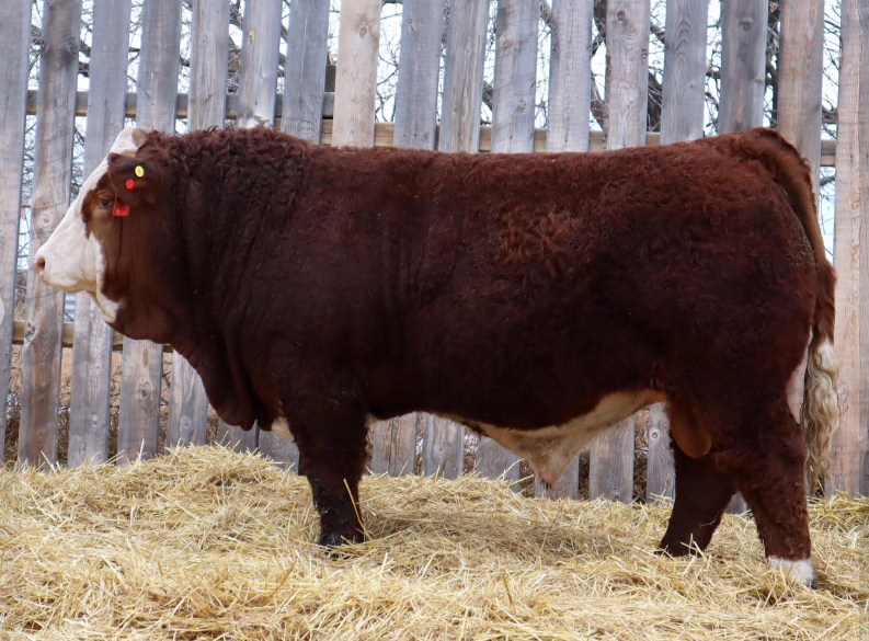 Kuntz Simmental Farm - General Contractors in Battleford, Saskatchewan