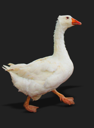 Feathered Acres - General Contractors in Fergus, Ontario