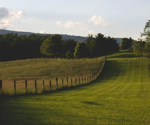 King's Polled Charolais - General Contractors in Rocanville, Saskatchewan