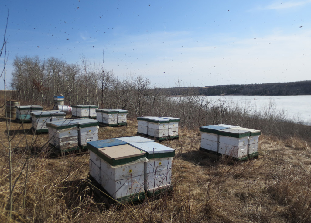 Busy Bee Farm Ltd. (Coal Lake Honey Farm)