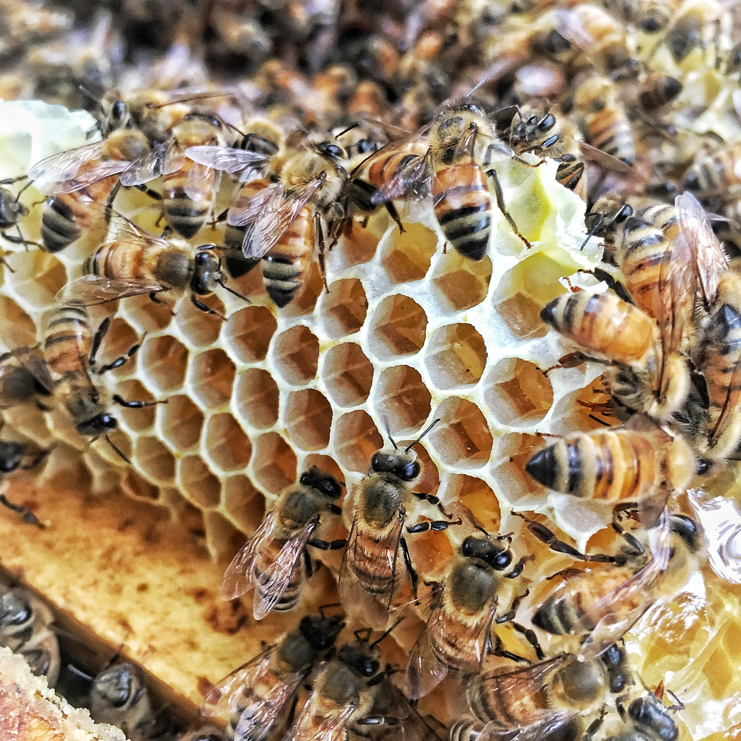 Teddy Bee Honey Company