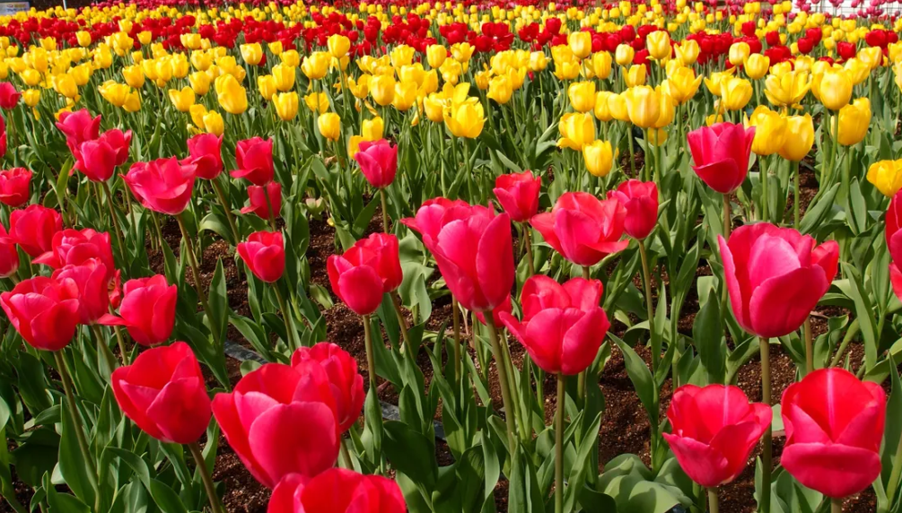 Milliken Landscaping Ltd. - General Contractors in Braeside, Ontario