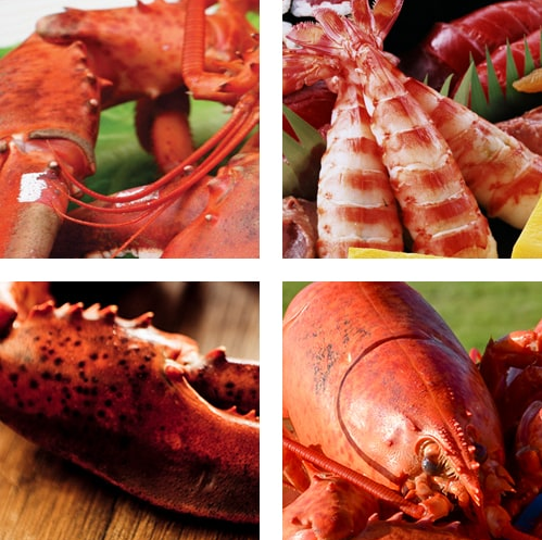 A B Seafood Specialists Inc.