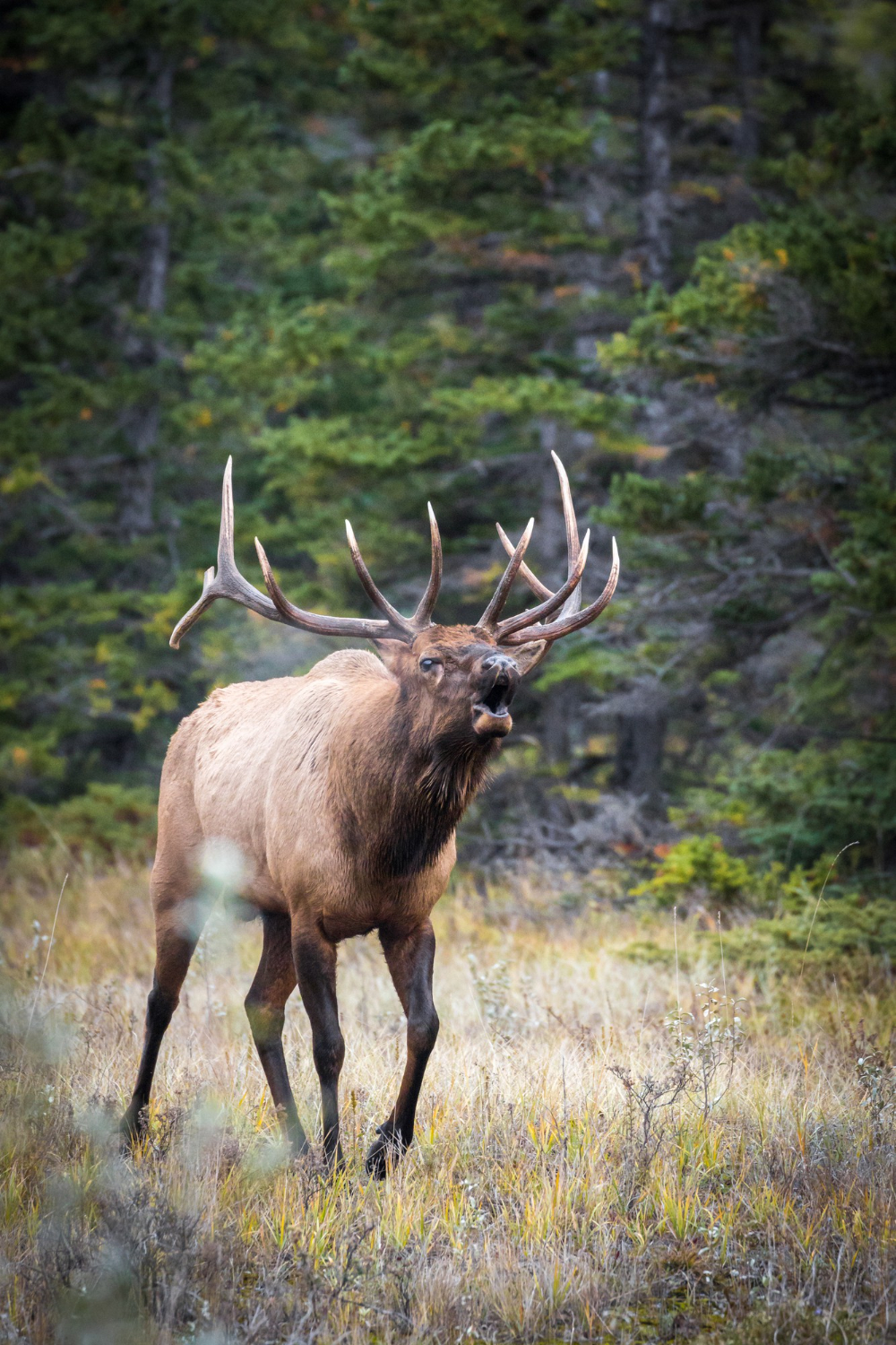 Finlay River Outfitters Ltd. in Mackenzie, British Columbia.