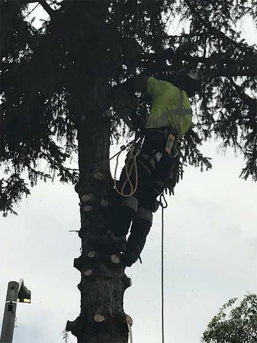 Arbor Care Tree Service Inc