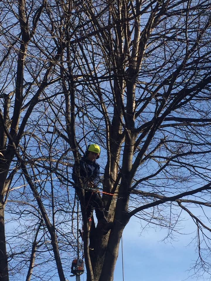 About The Cut Tree Service
