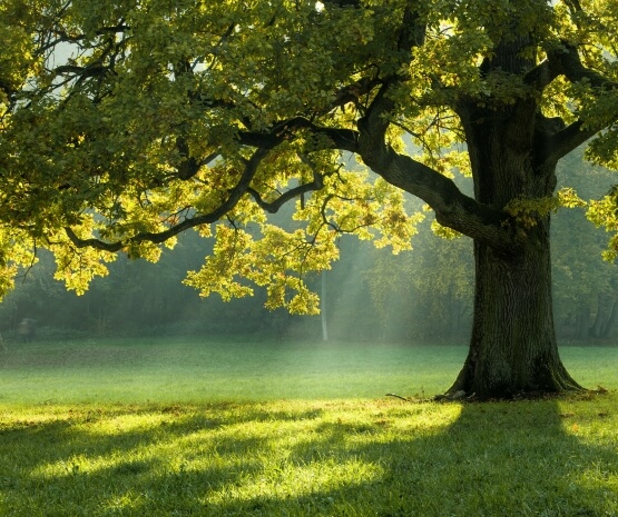 Baker Enterprises - Tree Service in Kipling, SK