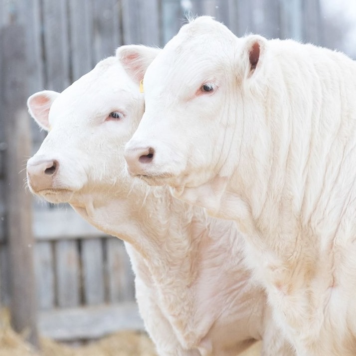 McTavish Farms - General Contractors in Fleming, Saskatchewan