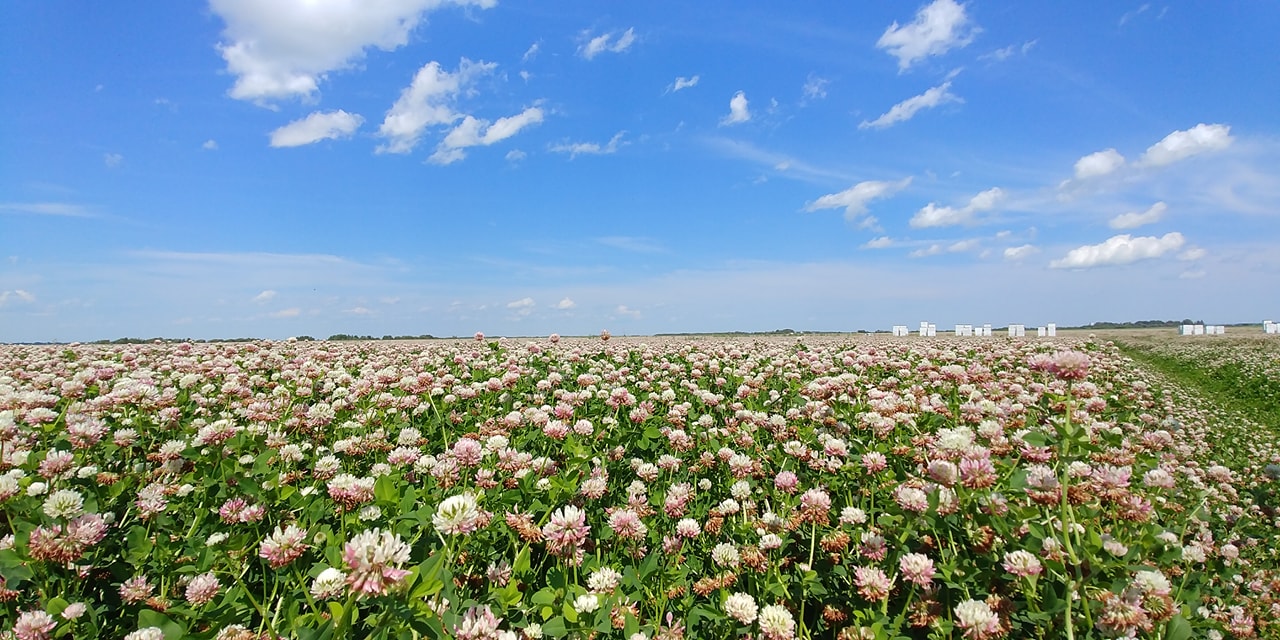 Moyen Honey Farms - Farming & Agricultural Services in Zenon Park, Saskatchewan