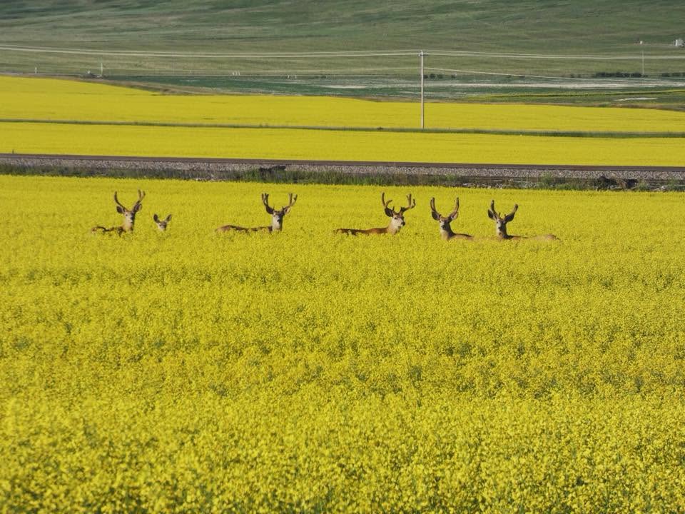 Trust The Land Outfitters Inc. in Pincher Creek, Alberta.