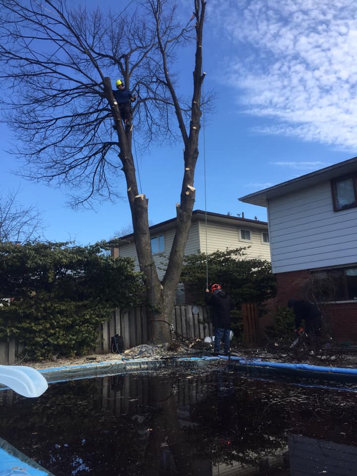 About The Cut Tree Service in Oshawa, Ontario