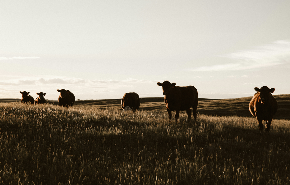 L Cross Livestock Services