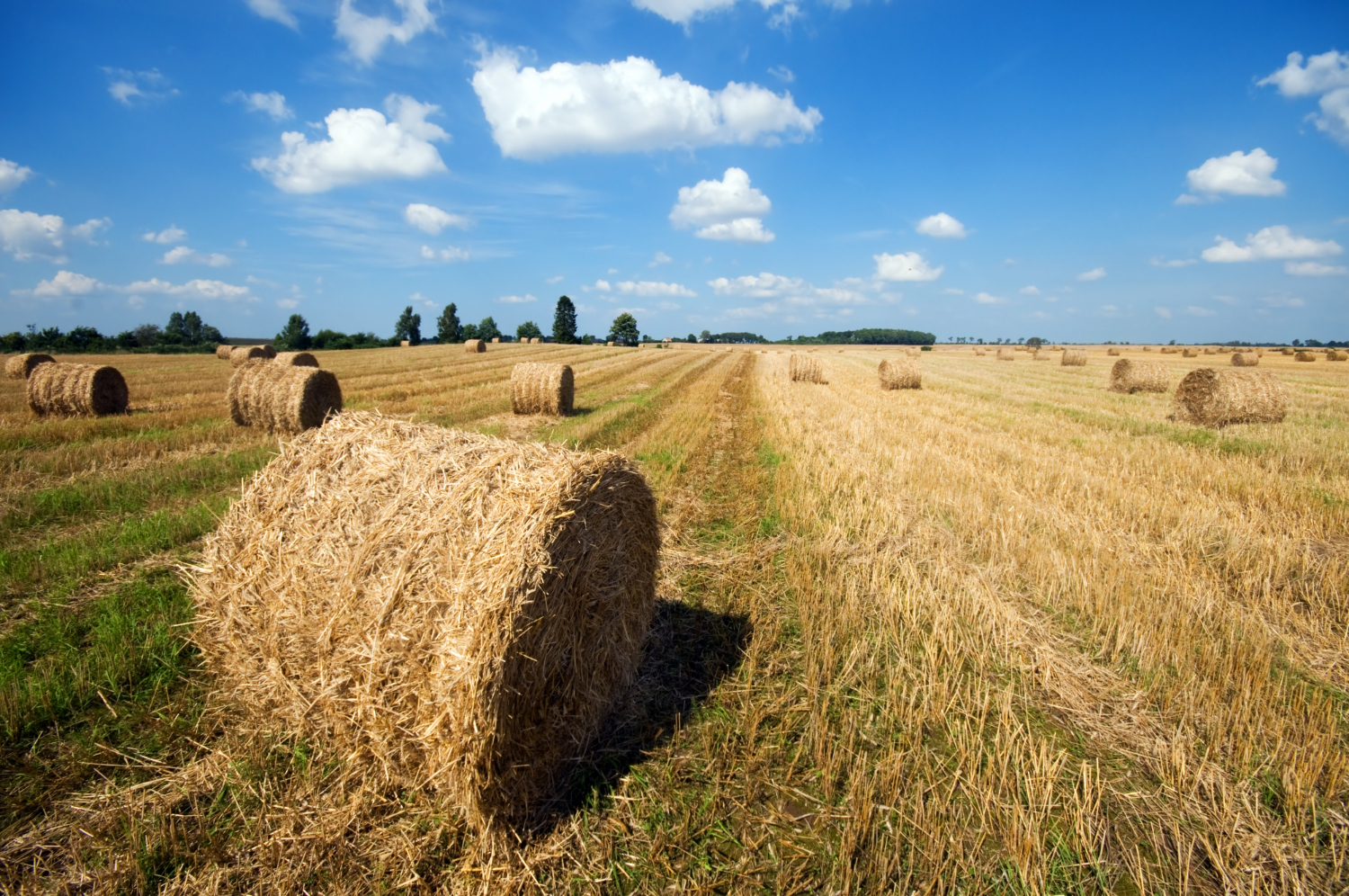 K-belt Farms