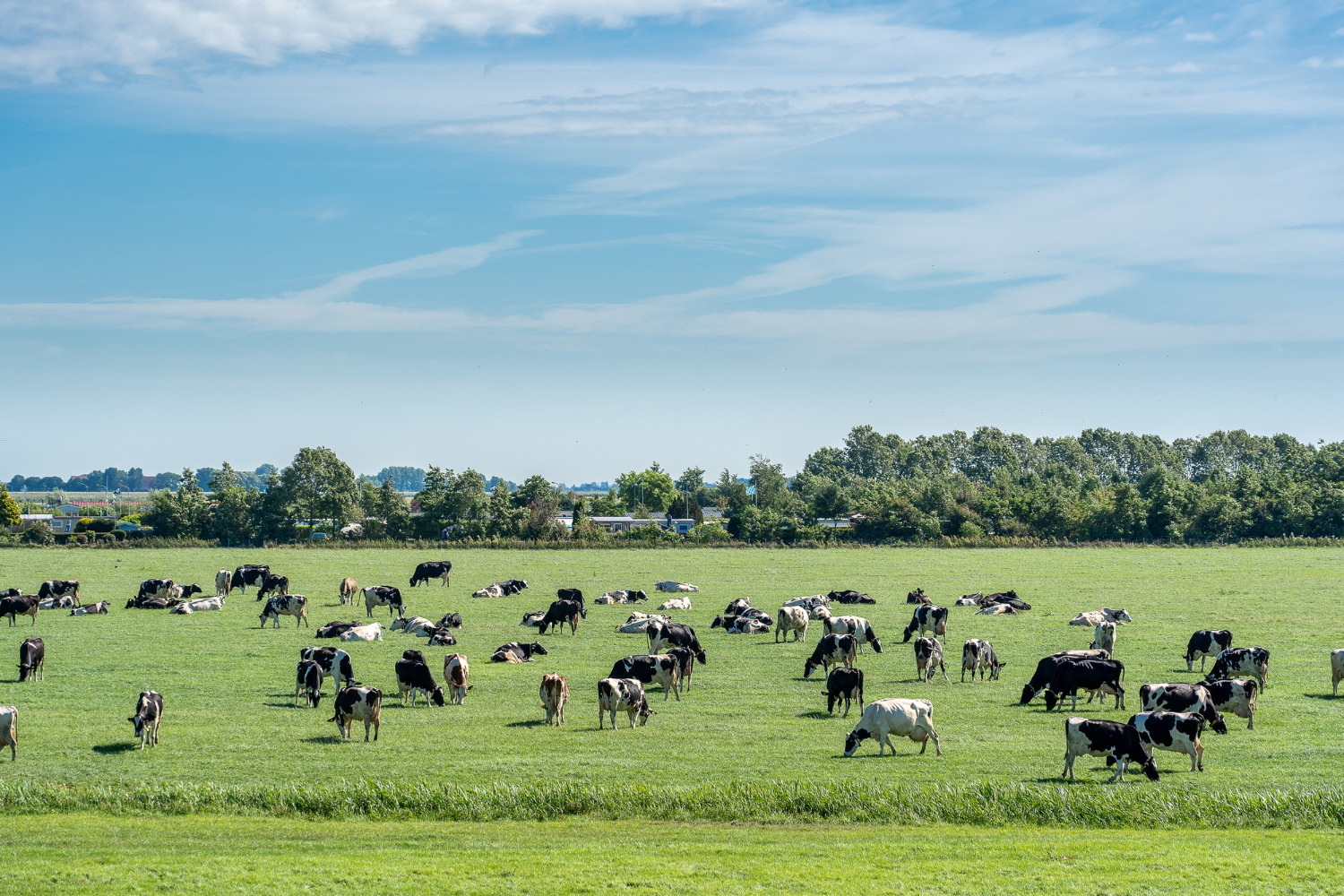 K-belt Farms in Nobleford, Alberta.