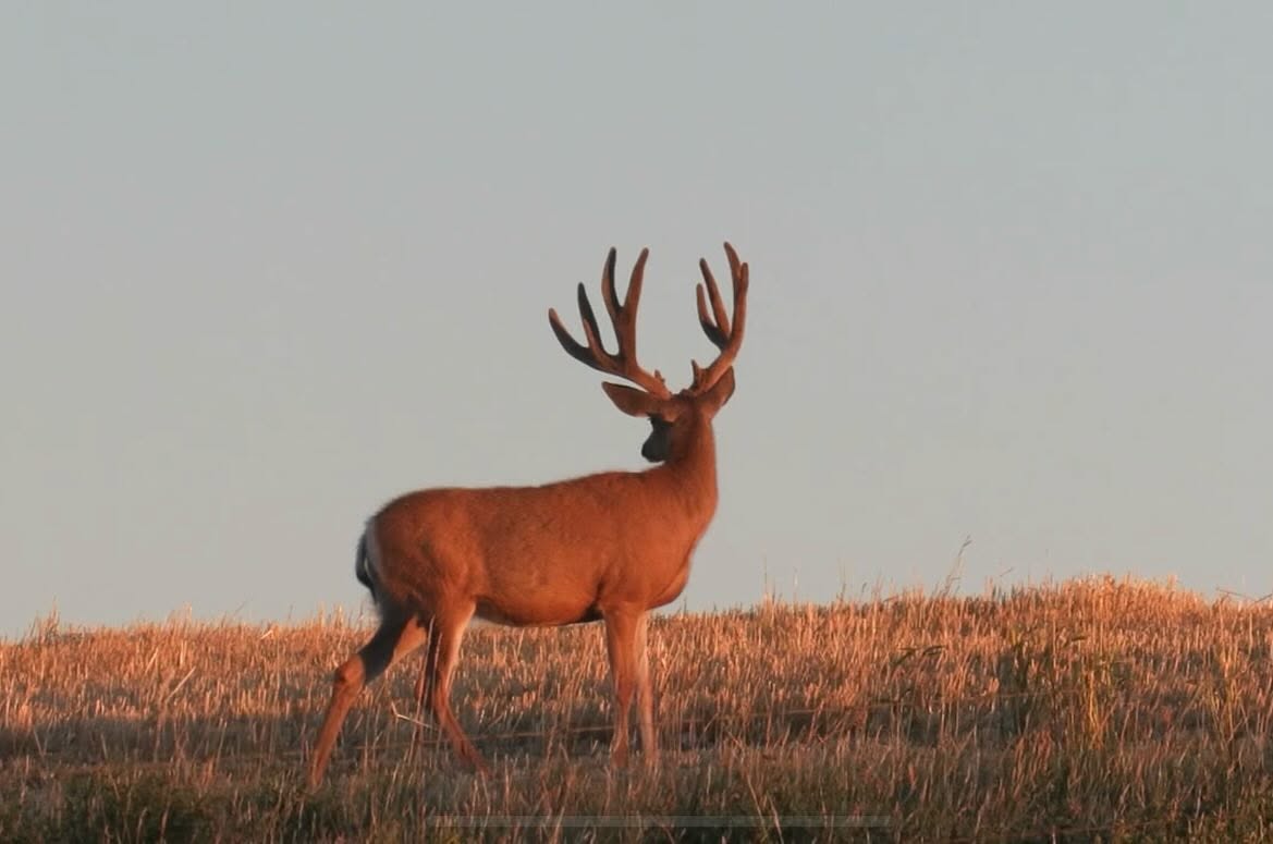 Trust The Land Outfitters Inc. - Wilderness Outfitters, Guides & Tours in Pincher Creek, Alberta