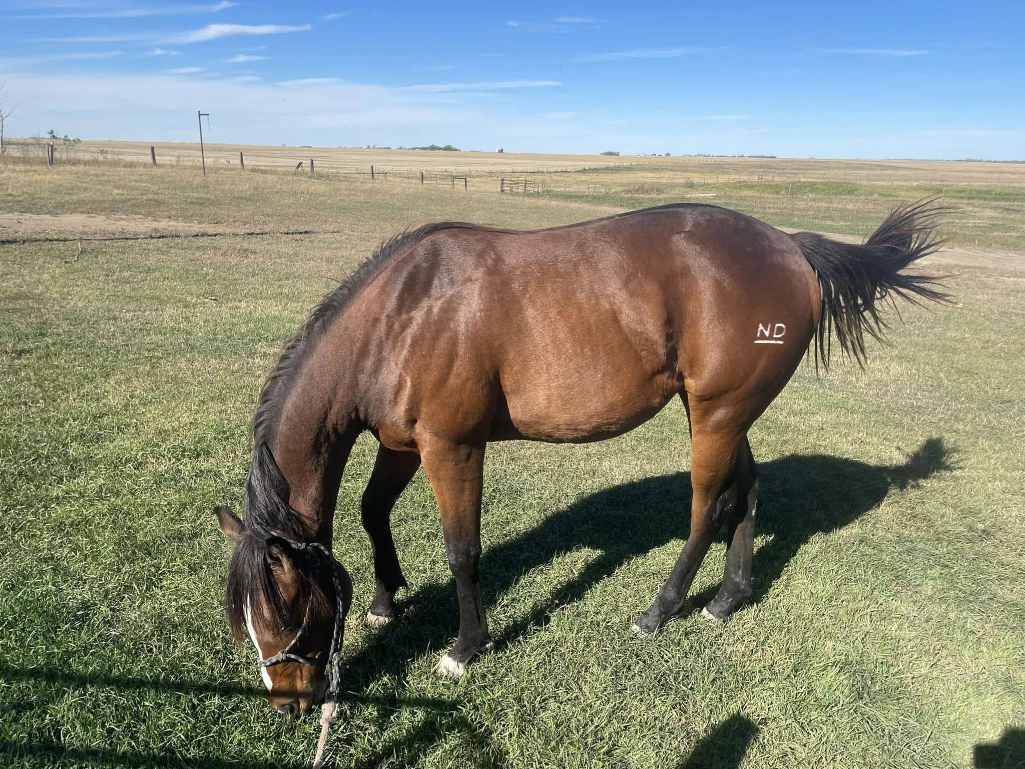 L Cross Livestock Services in Trossachs, Saskatchewan.