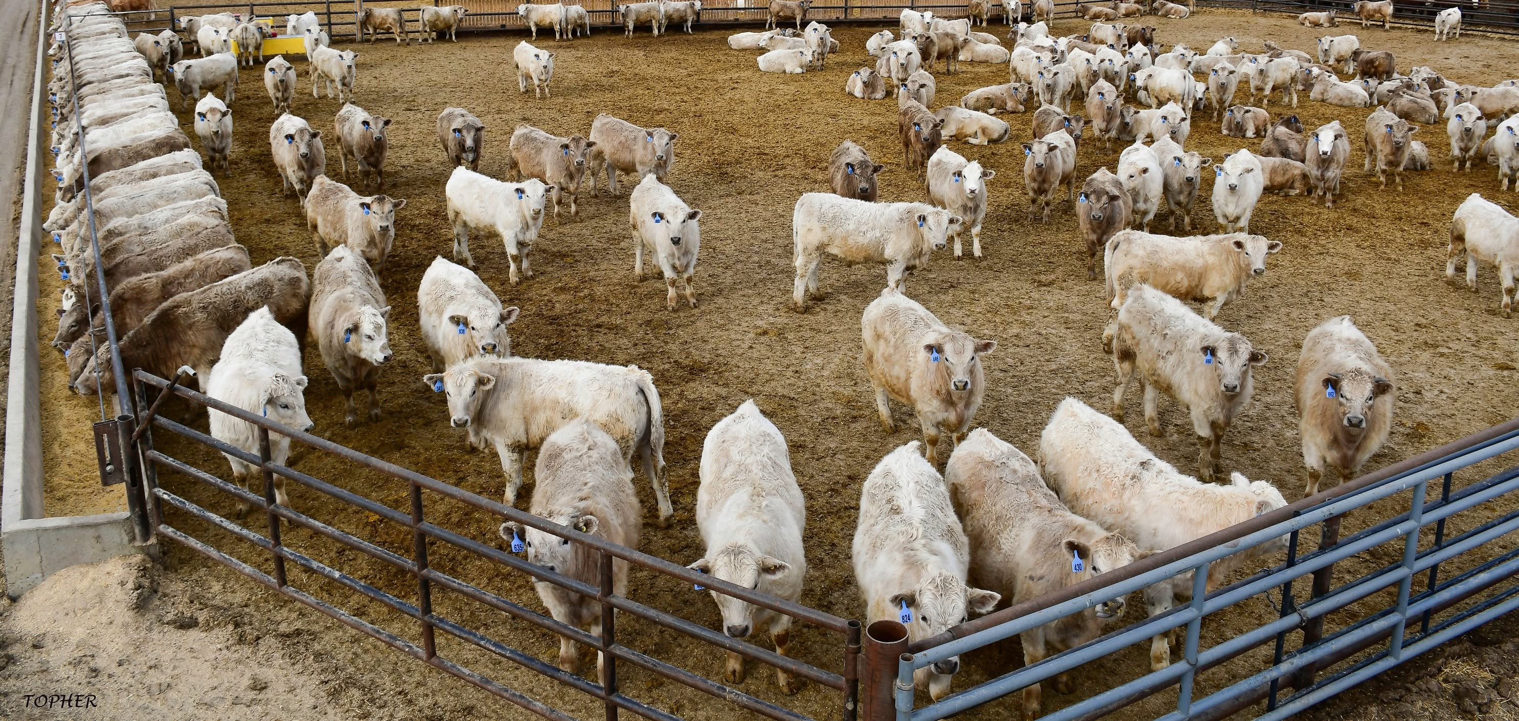 Coyote Flats Charolais Ltd.