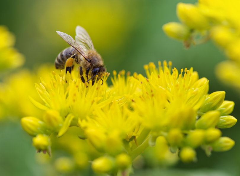 Bees Please Farms - Farming & Agricultural Services in Victoria, British Columbia