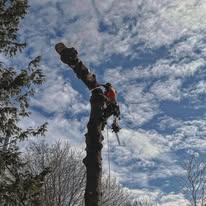 Bad-Axe Tree Experts