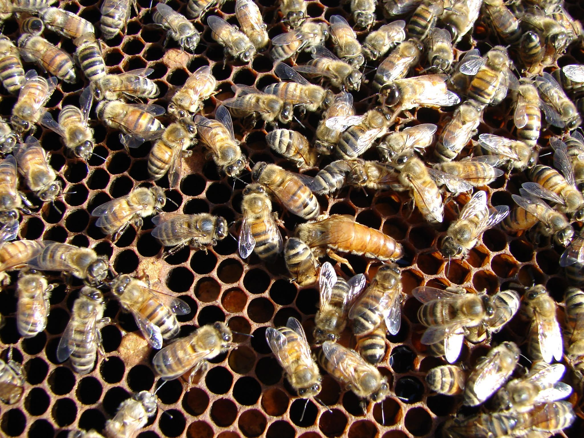 Struan Road Apiaries in Langham, Saskatchewan.