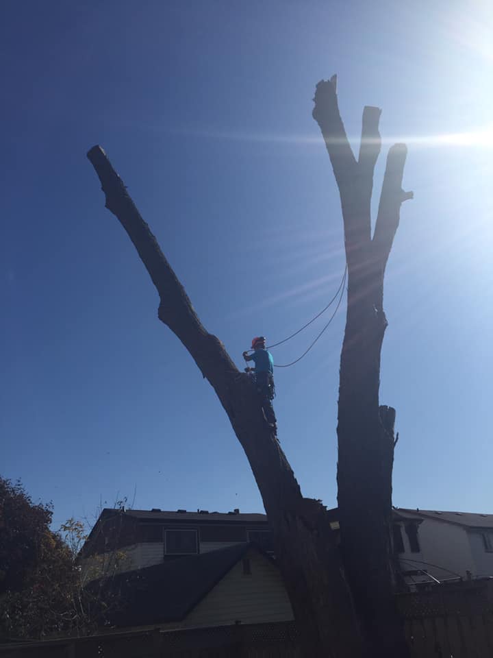 About The Cut Tree Service in Oshawa, Ontario