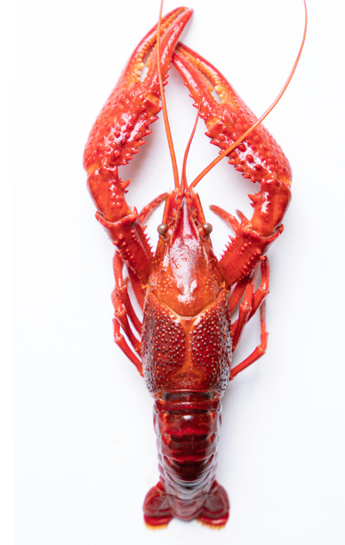 Seafood in Welshpool