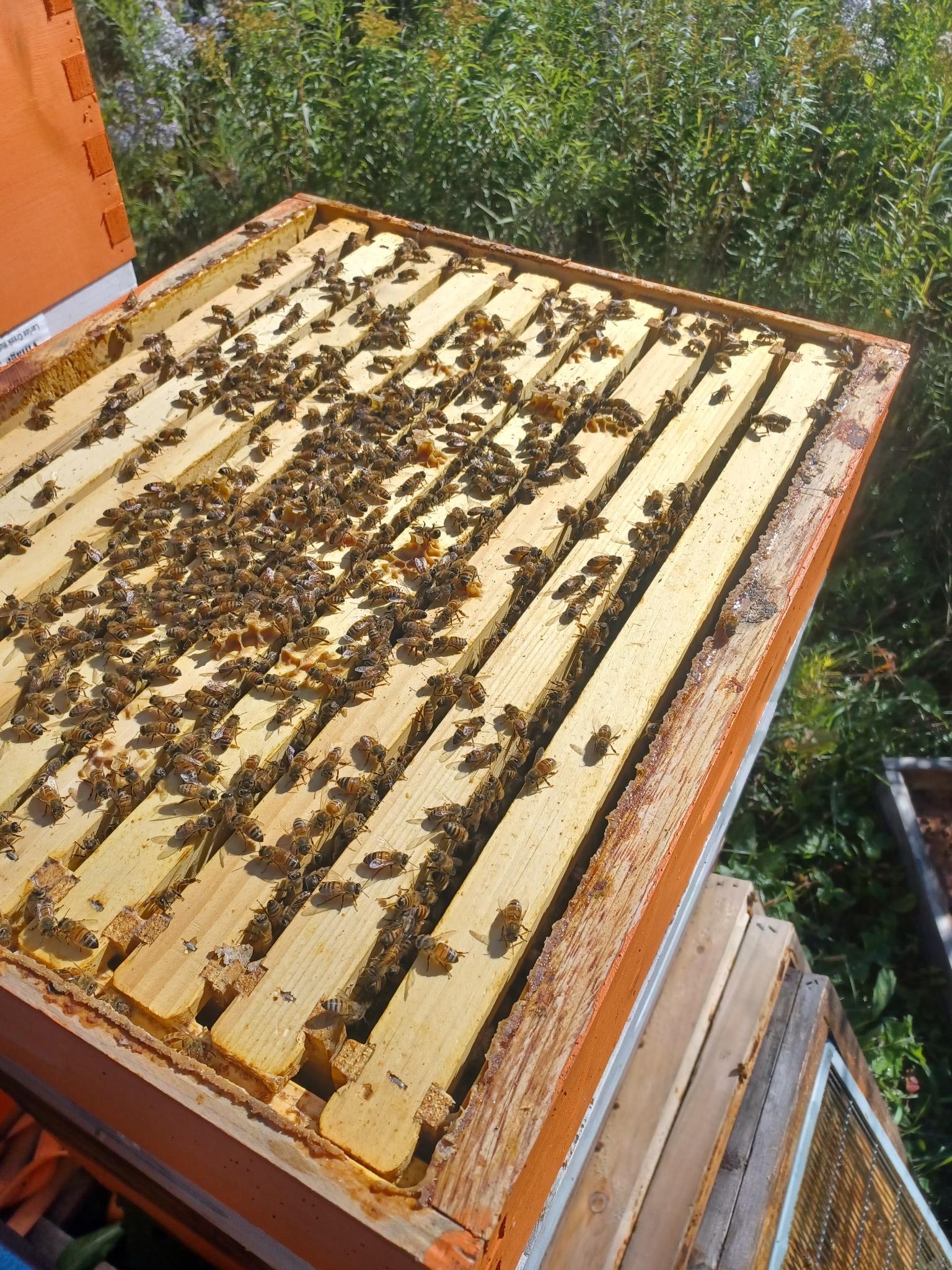 Amwes Apiary in Tobique First Nation, New Brunswick.