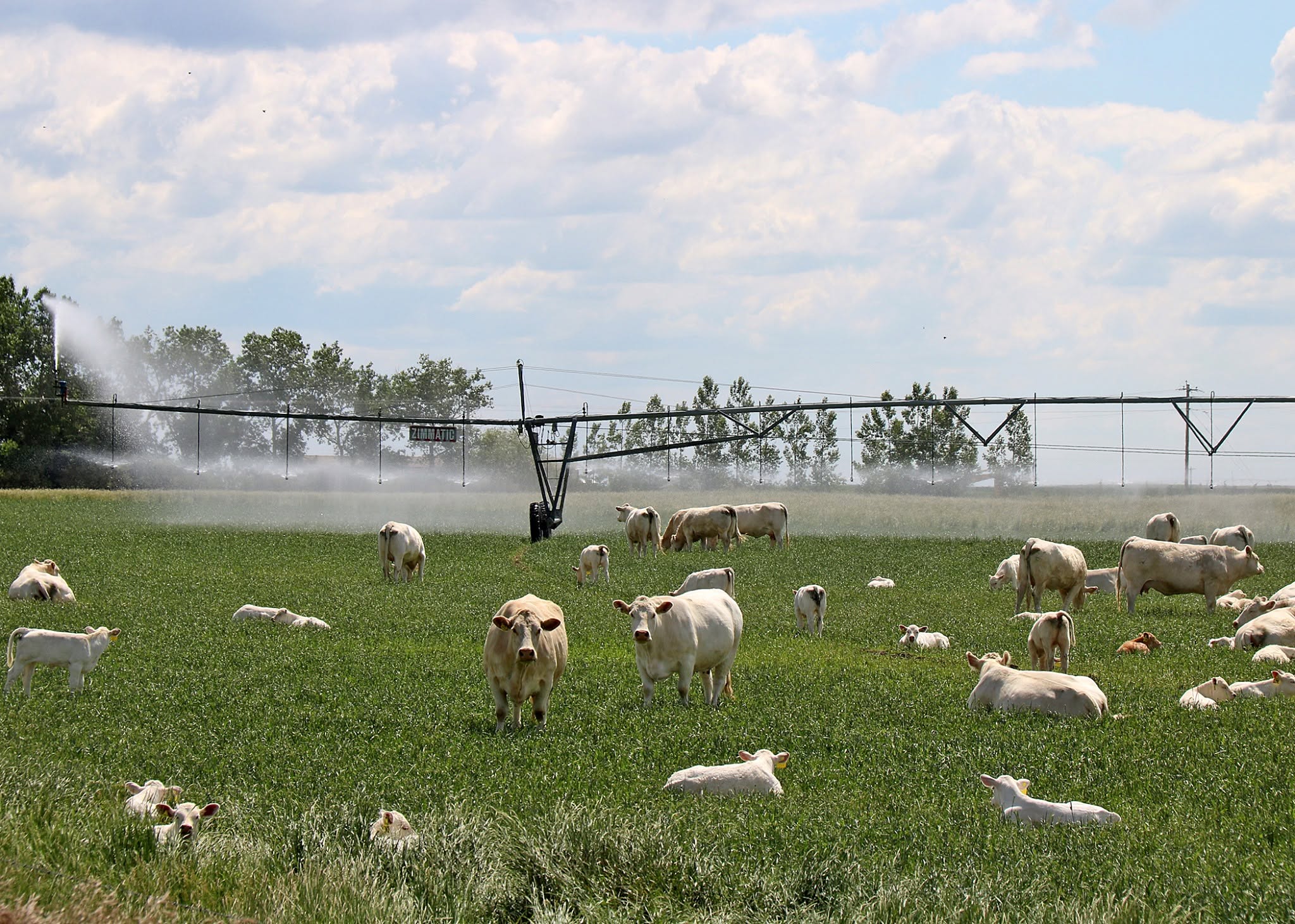 Farms & Ranches in Lethbridge County, Alberta.