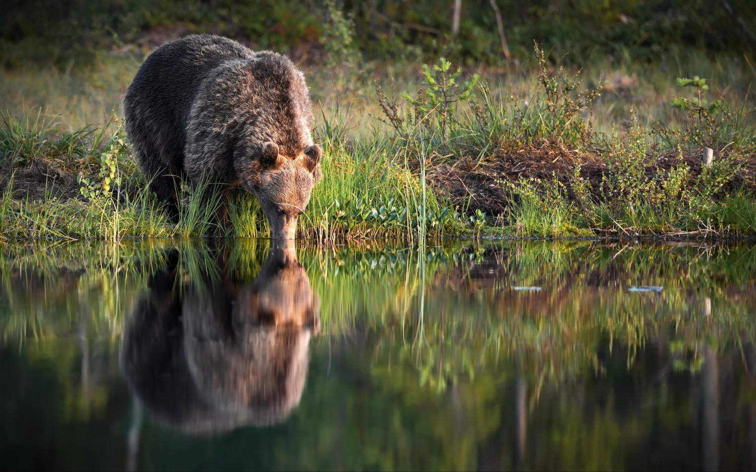 Bear Master Outfitters