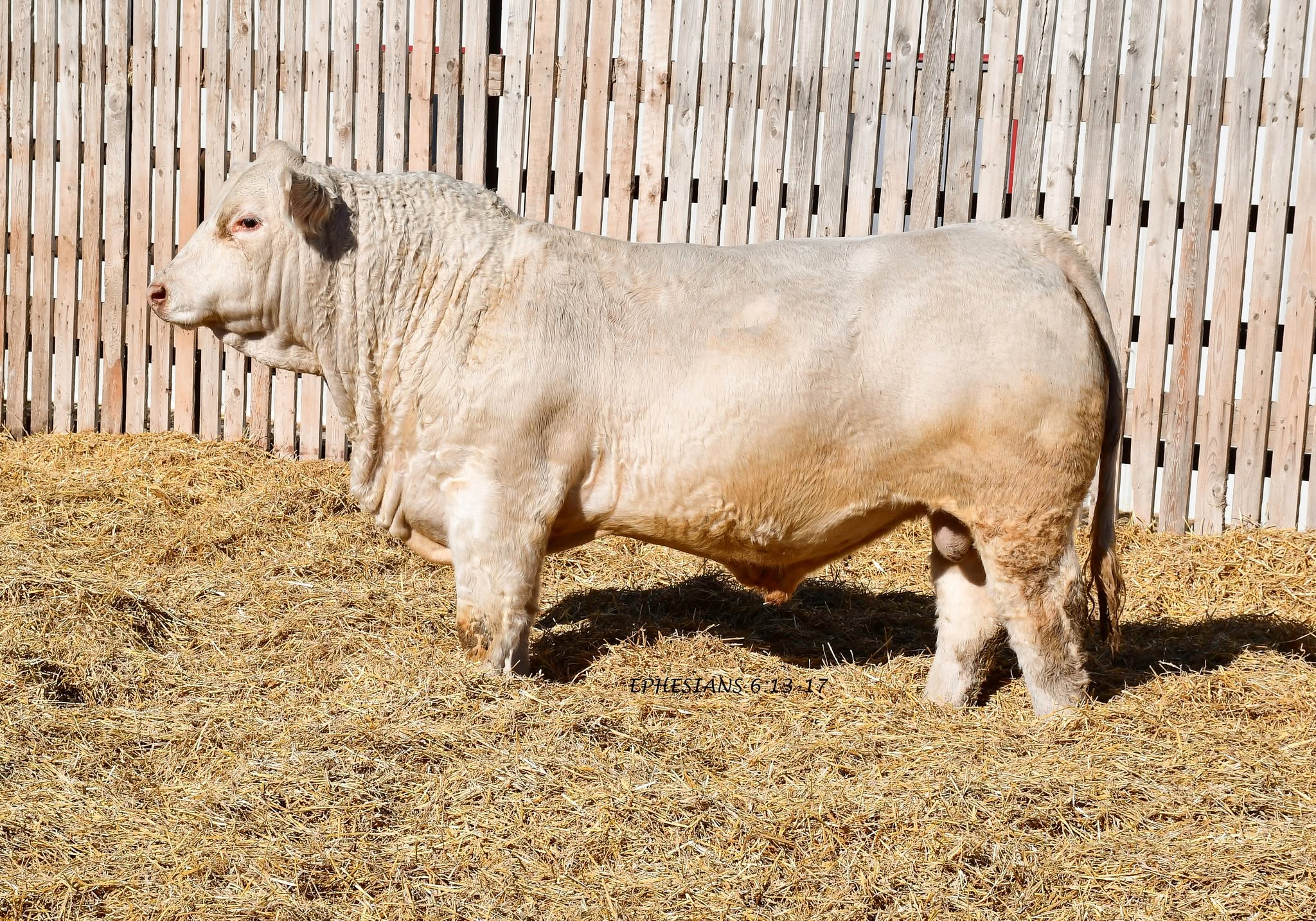 Coyote Flats Charolais Ltd. in Lethbridge County, Alberta.