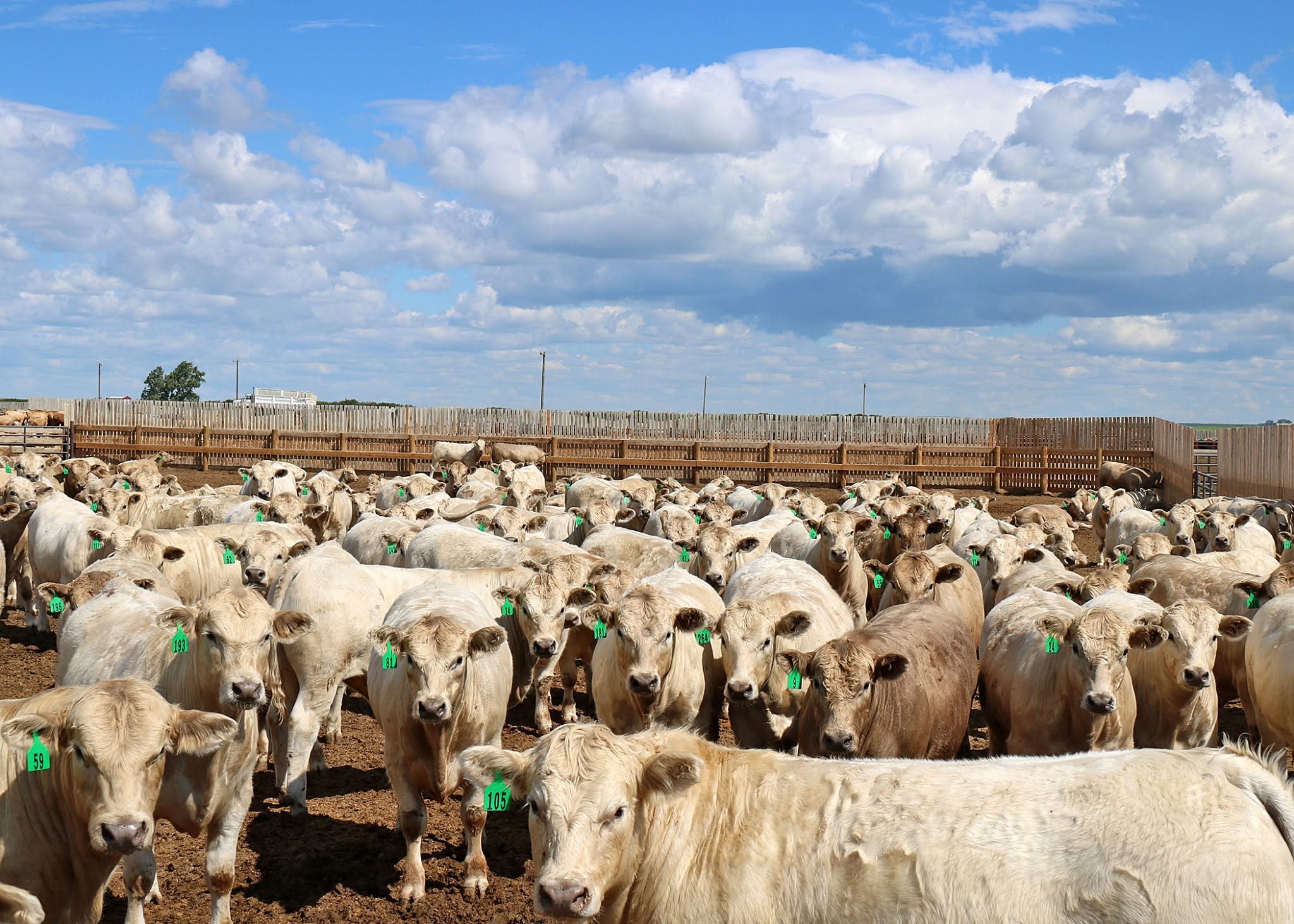 Coyote Flats Charolais Ltd. - Farms & Ranches in Lethbridge County, Alberta