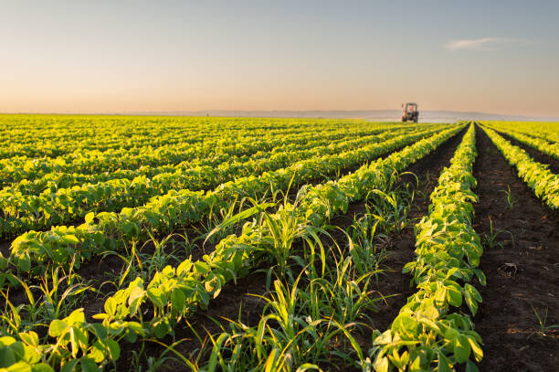 Roos Seven Hills Custom Work - Custom Farming Services in Brownsville, Ontario