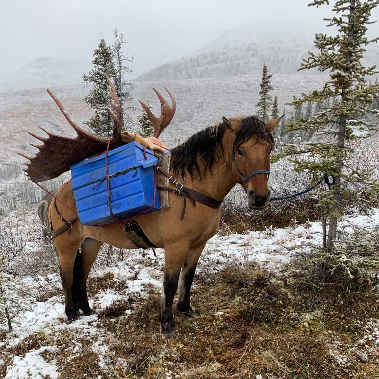 Wilderness Outfitters, Guides & Tours in Whitehorse, Yukon.