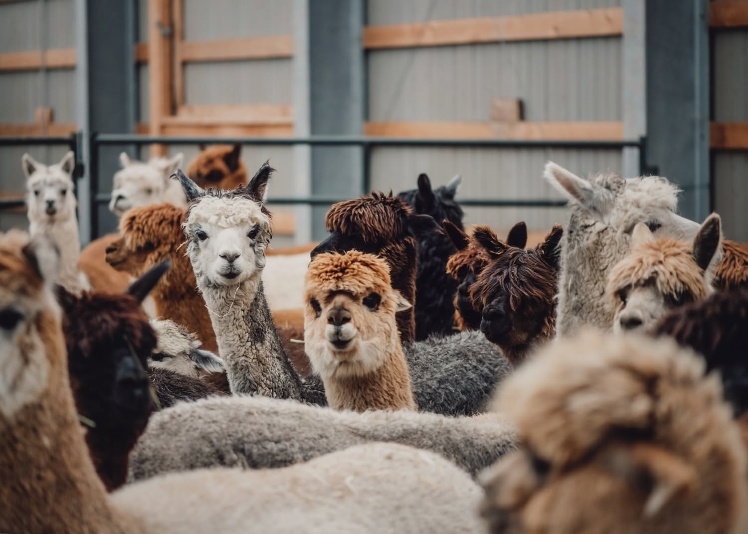 Kensington Prairie Farm - Agriculture in Aldergrove, British Columbia