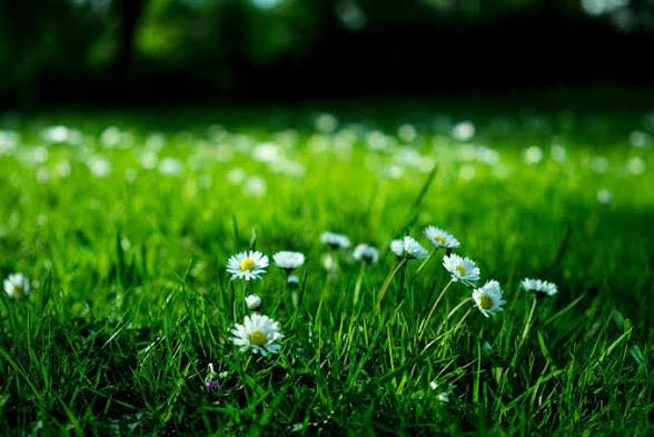 Max’s Lawn & Property Care