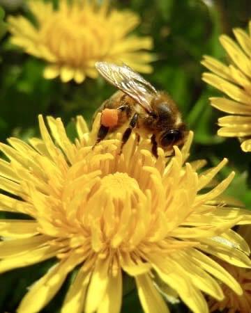 Keller's Bee Happy Honey - Honey Products in Francis, Saskatchewan