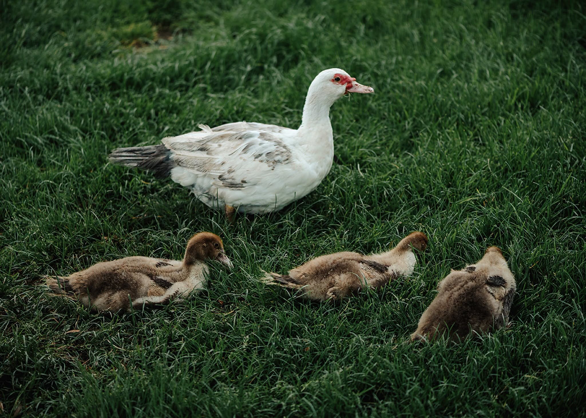 Agriculture in Aldergrove, British Columbia.