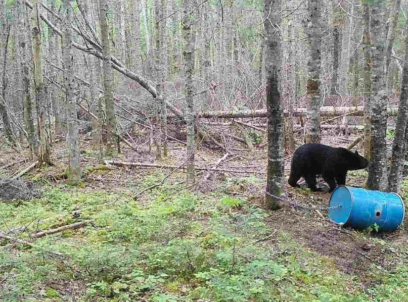 Three Tree Creek Outfitters