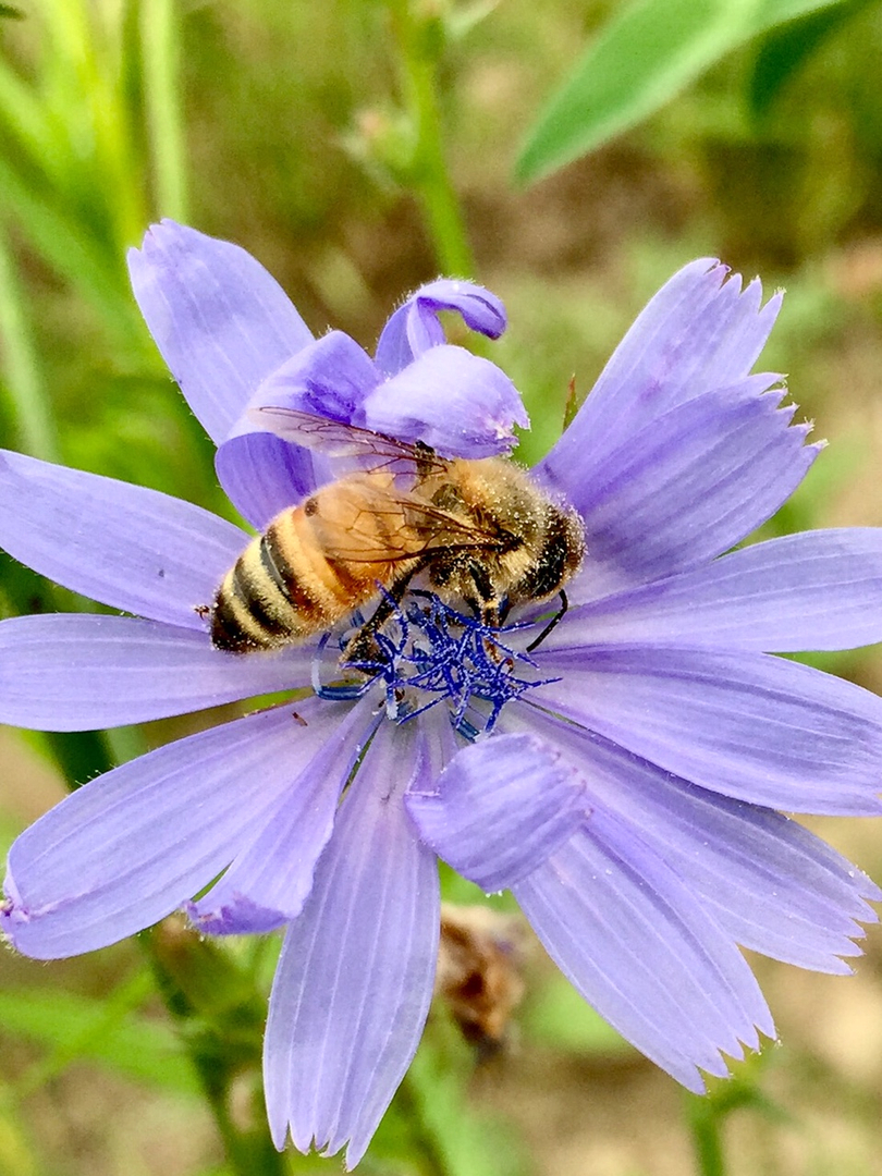 Teddy Bee Honey Company