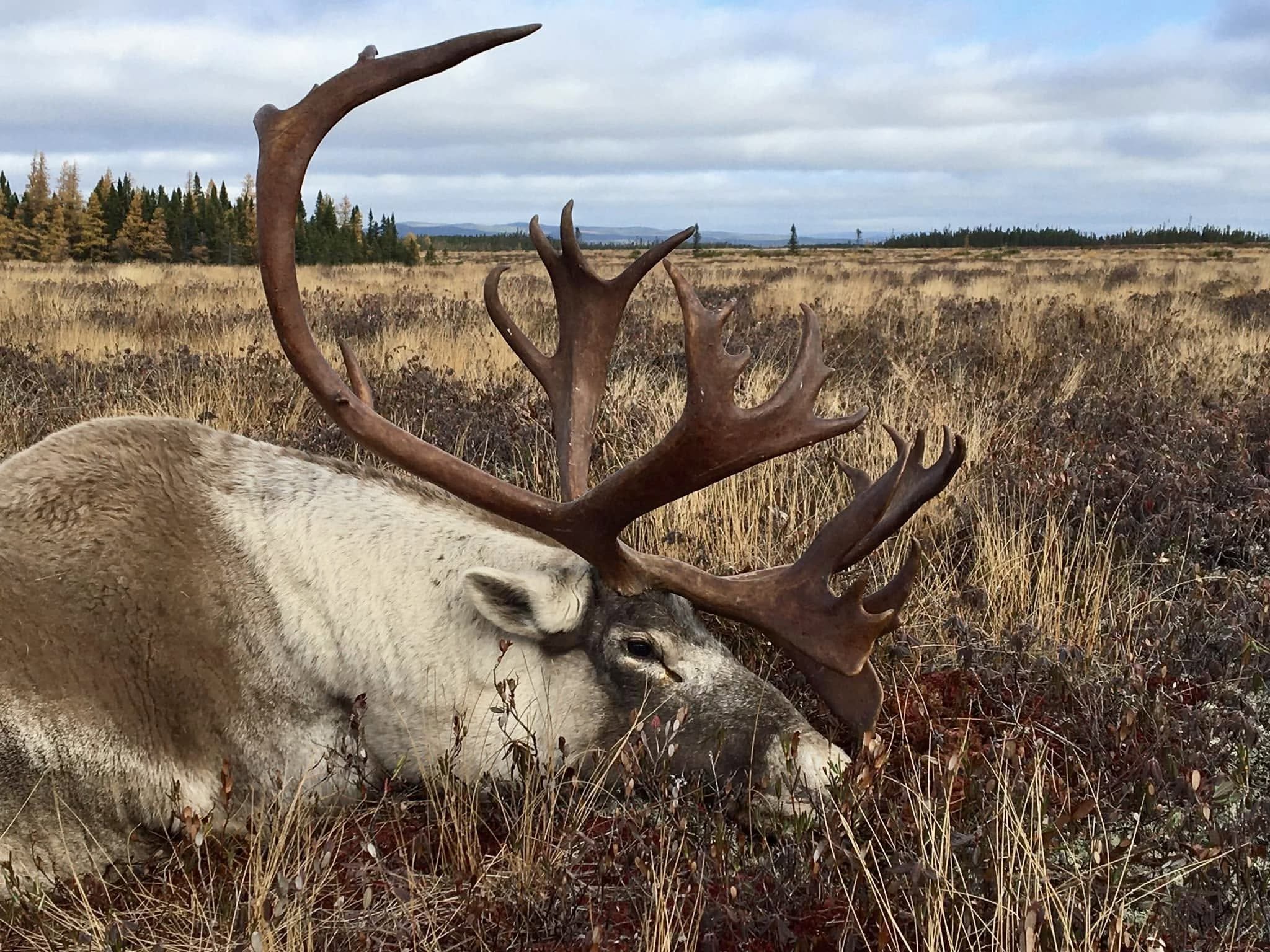 Wilderness Outfitters, Guides & Tours in Deer Lake, Newfoundland and Labrador.